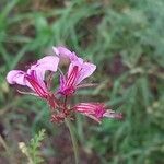 Pelargonium multicaule ᱵᱟᱦᱟ