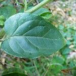 Jasminum auriculatum Blad