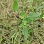 Chenopodium ficifoliumЛисток