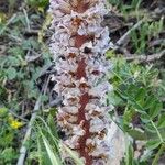 Orobanche crenata Flower