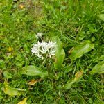 Allium ursinum Virág