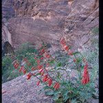 Penstemon eatonii Хабит