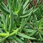 Carpobrotus edulis Folha