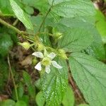 Rubus nigricans 花