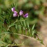 Vicia cassubica മറ്റ്