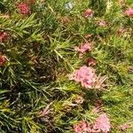 Grevillea rosmarinifoliaFlower