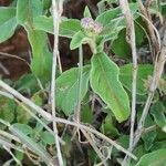 Gutenbergia cordifolia Folio
