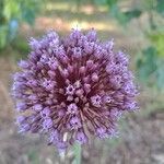 Allium atroviolaceum Flower