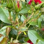 Rosa × odorata Leaf