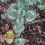 Lamium galeobdolonFeuille