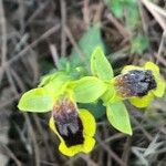 Ophrys lutea Kvet