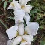 Iris albicans Flor