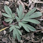 Dicentra uniflora Leaf