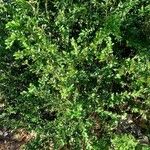 Buxus sempervirens Агульны выгляд