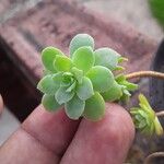 Sedum spathulifolium Blatt