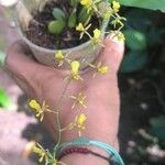 Oncidium baueri Yaprak