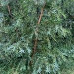 Taxus baccataLeaf