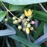 Lysimachia vulgaris 果實