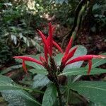 Aphelandra scabra Flower