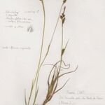 Carex hostiana आदत