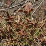 Cyperus rubicundus Habitus