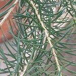 Melaleuca alternifolia Yaprak