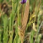 Lathyrus angulatus Frutto