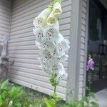 Digitalis thapsiFlower