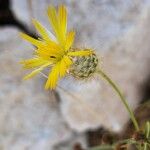 Zoegea leptaurea 花
