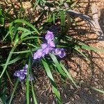 Iris douglasiana Цвят