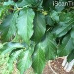 Combretum kraussii Leaf