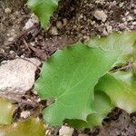 Mahonia aquifolium Blatt