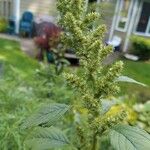 Amaranthus retroflexusLeaf