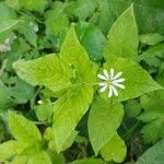 Stellaria nemorum Кветка