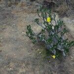 Pachypodium rosulatum Lehti