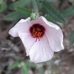 Pavonia hastata Flower
