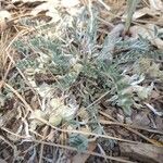Astragalus lotiflorus 叶