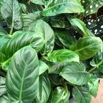 Philodendron hastatum Hoja