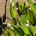 Convallaria majalis Virág