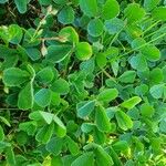 Medicago coronata Leaf