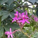 Epidendrum secundum Flor