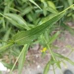 Rorippa amphibia Leaf
