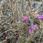 Polygala curtissii Flower