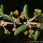 Ceanothus crassifolius Агульны выгляд