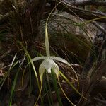 Brassavola cucullata Habitat