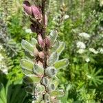 Lupinus × regalis Φρούτο