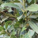 Laurus novocanariensis Лист
