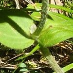 Houstonia purpurea Liść