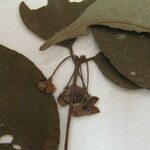 Eugenia albicans अन्य