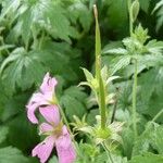 Geranium endressii Плід